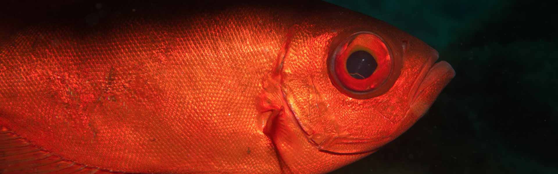 The Moontail Bigeye